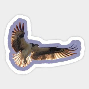 Osprey Sticker